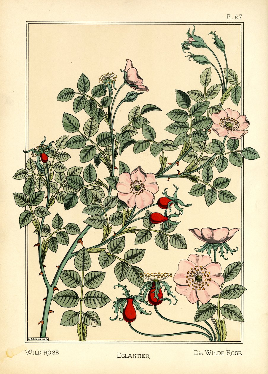 The Wild Rose (färg litho) av Maurice Pillard Verneuil