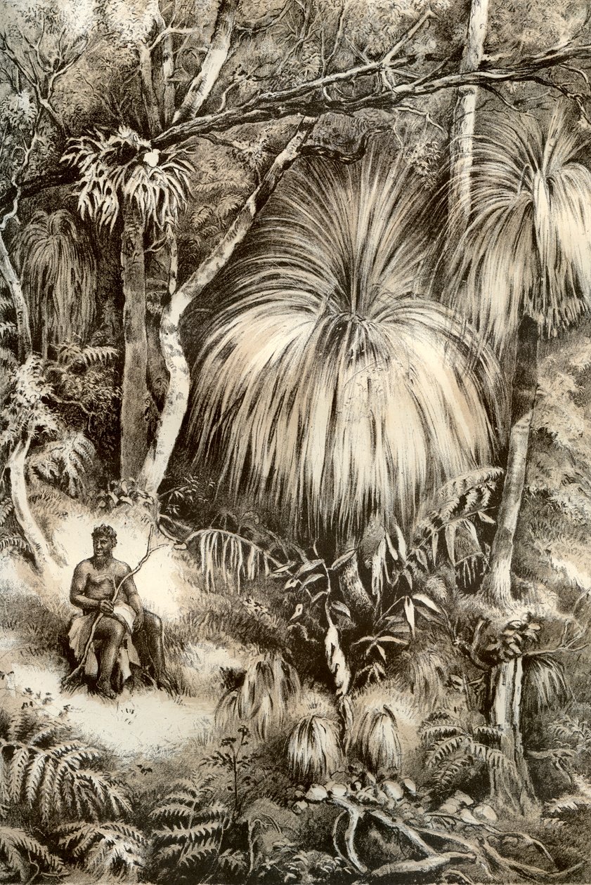 Tasmanska skogsscen, 1879 av McFarlane and Erskine