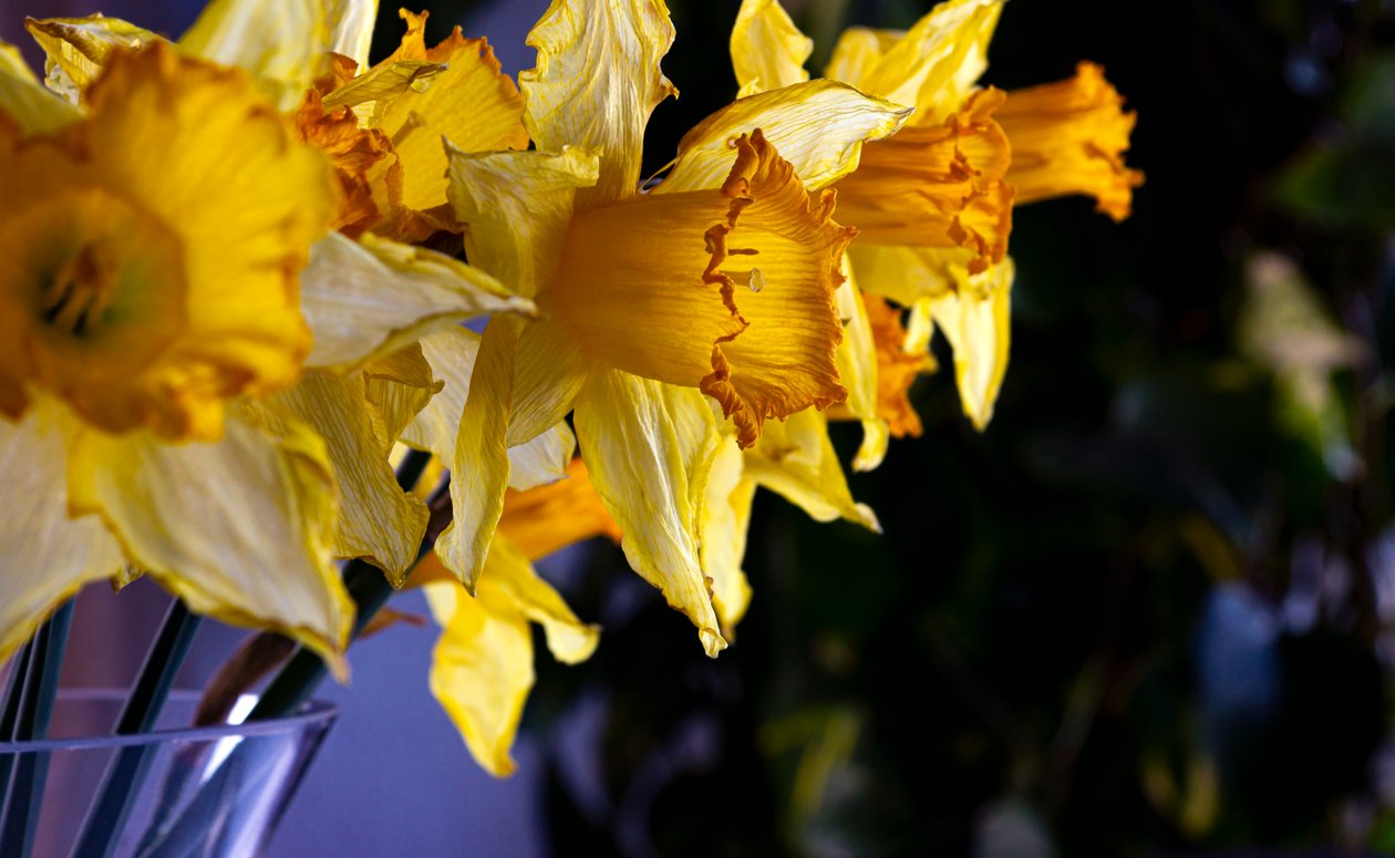 blomma LINE av Melanie Hermine Lichterfeld