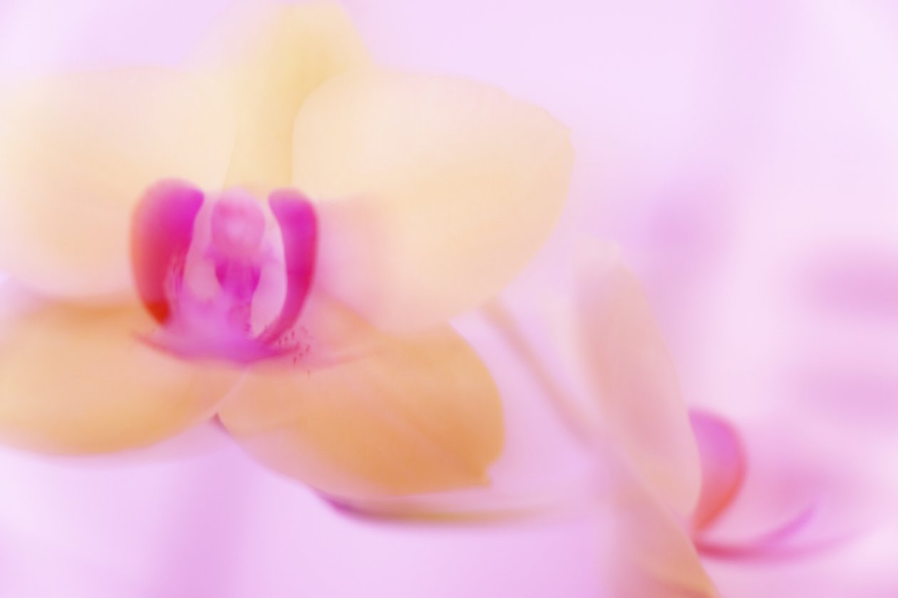 rosa ORKIDE av Melanie Hermine Lichterfeld