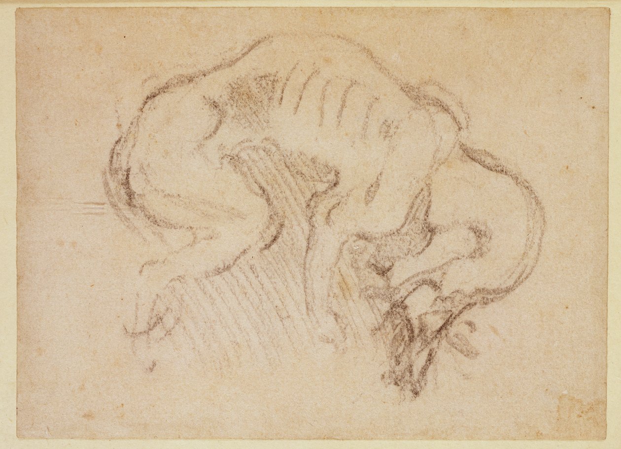 Studie av en hund (kol på papper) (recto) av Michelangelo Buonarroti