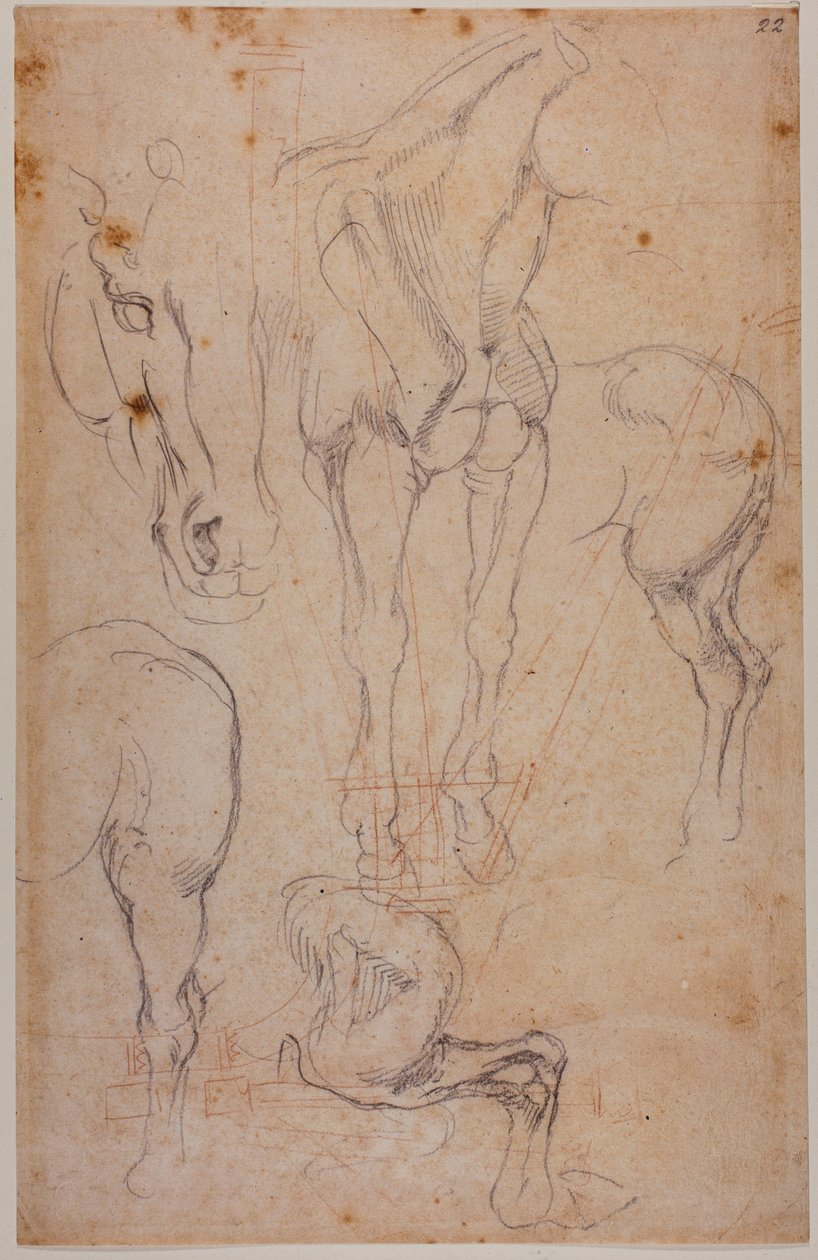 Anatomiska studier av en häst av Michelangelo Buonarroti