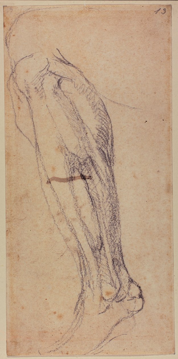Studie av ben av Michelangelo Buonarroti