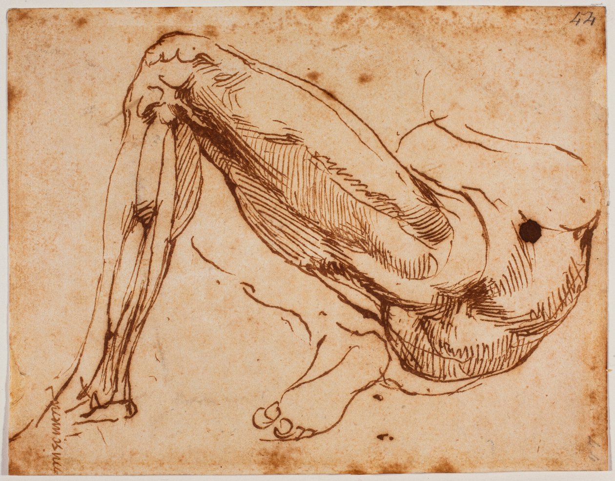 Studie av ben av Michelangelo Buonarroti
