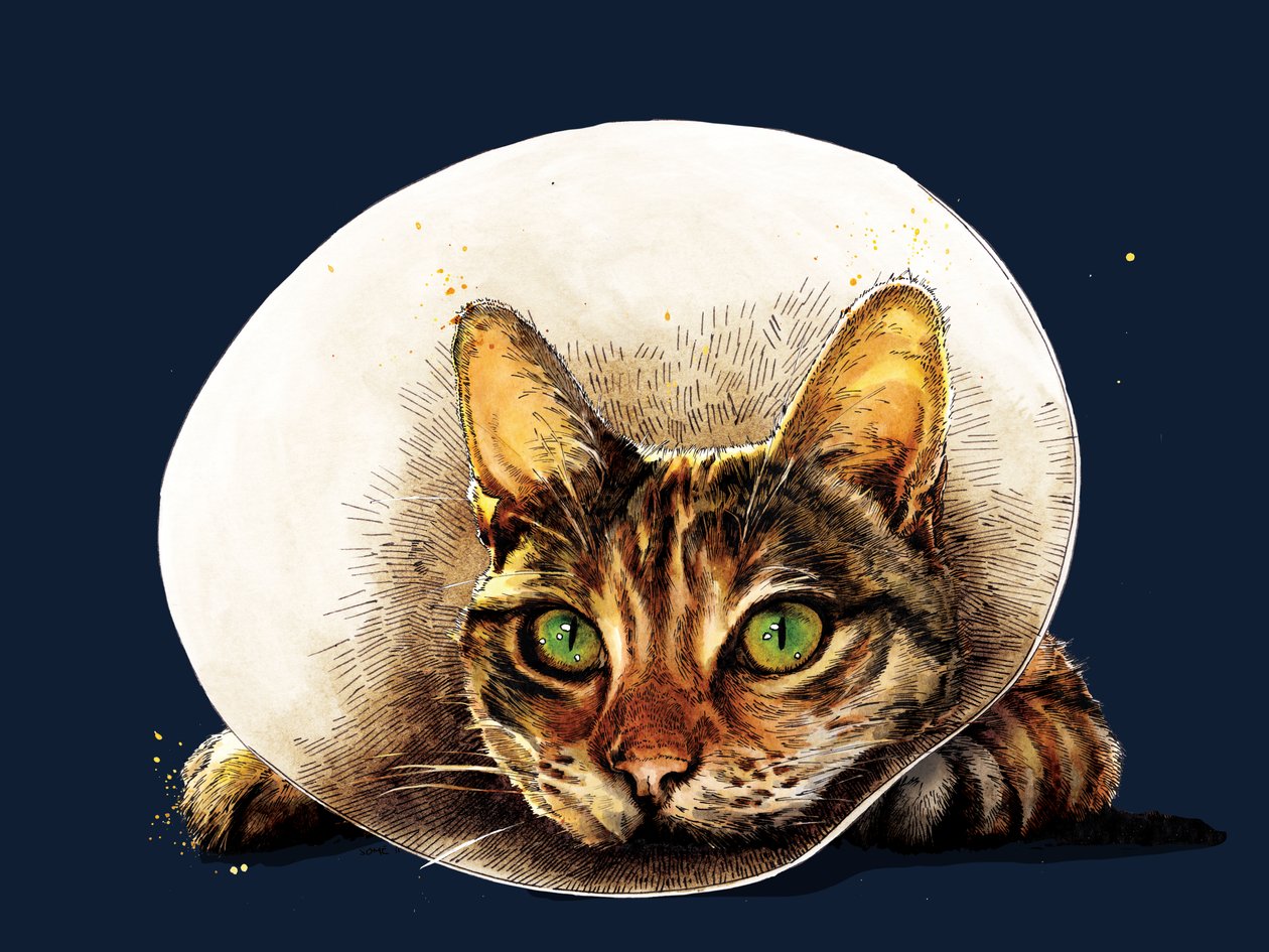 Bli frisk katt på midnattsblått, 2020 av Mike Davis