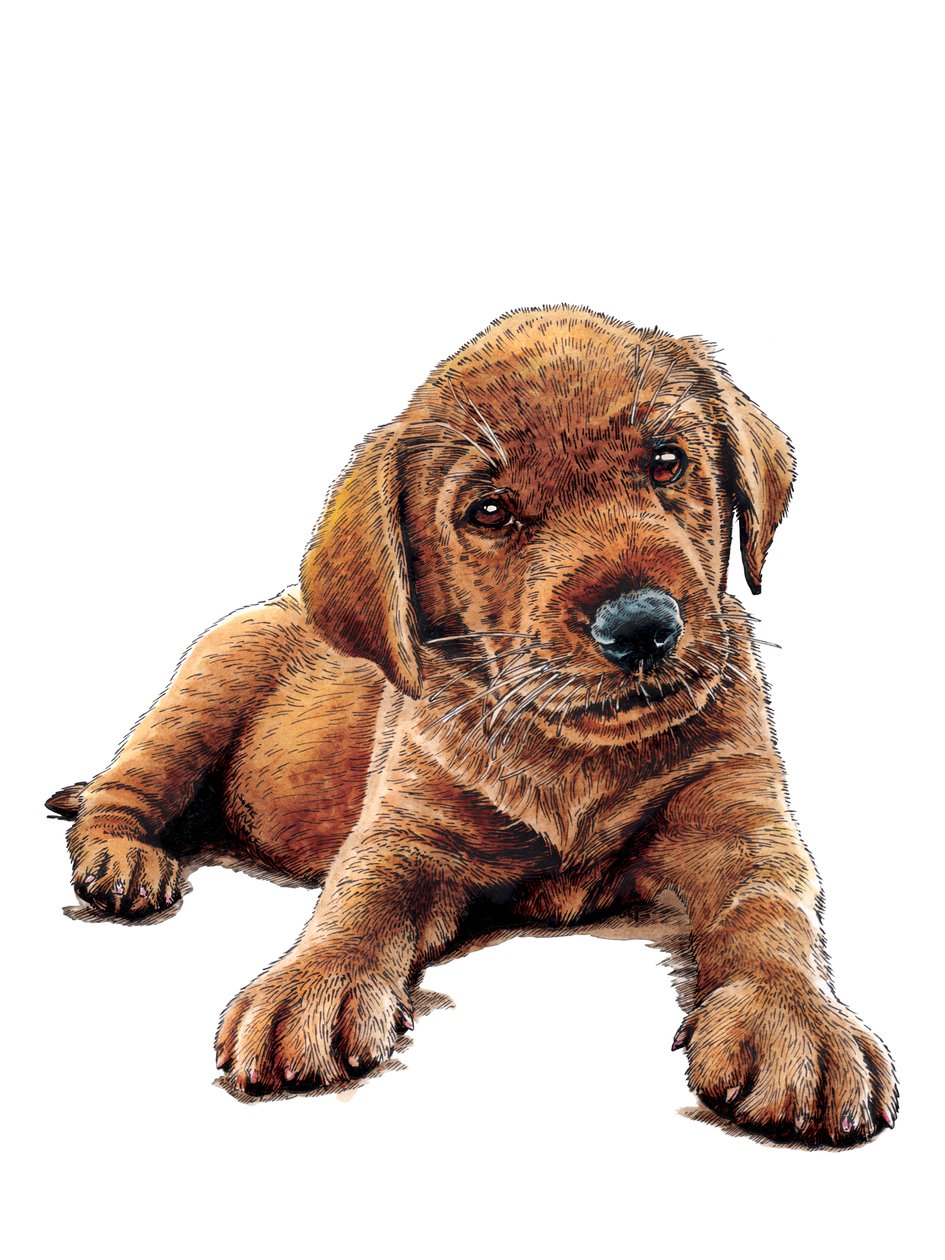Marge The Puppy on White, 2021 av Mike Davis