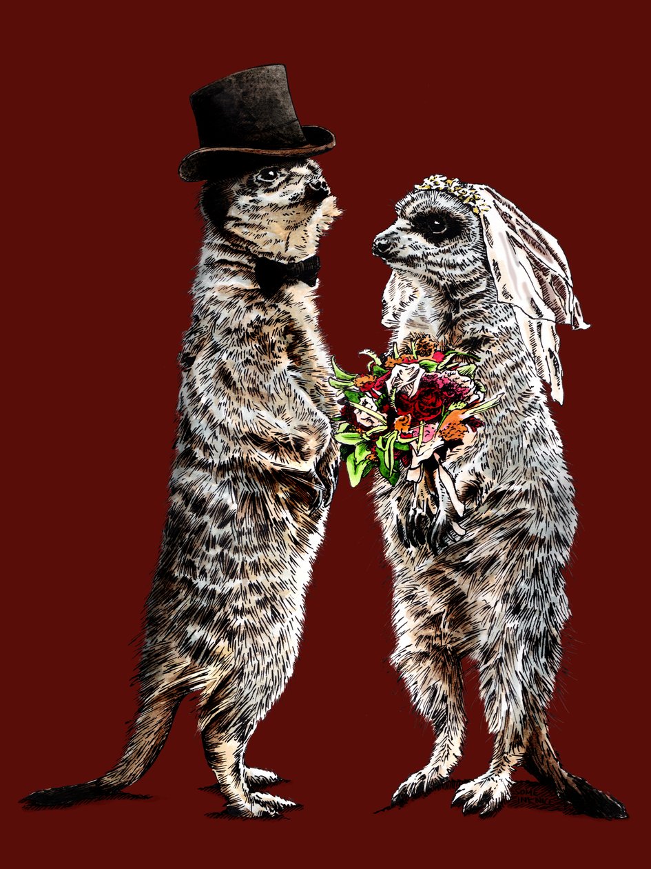 Gift med Meerkats på Red Oxide, 2020 av Mike Davis