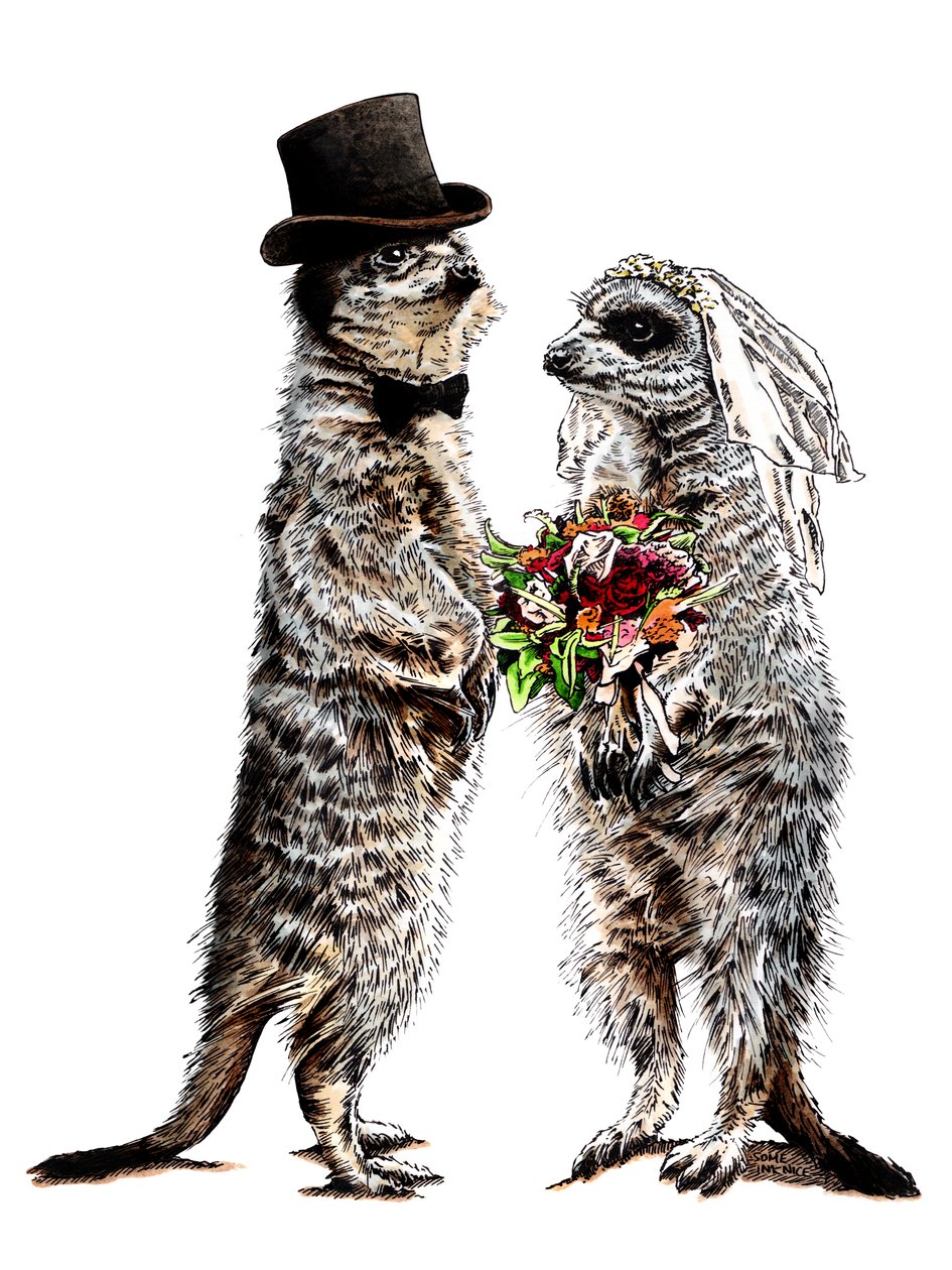 Gift med Meerkats on White, 2020 av Mike Davis