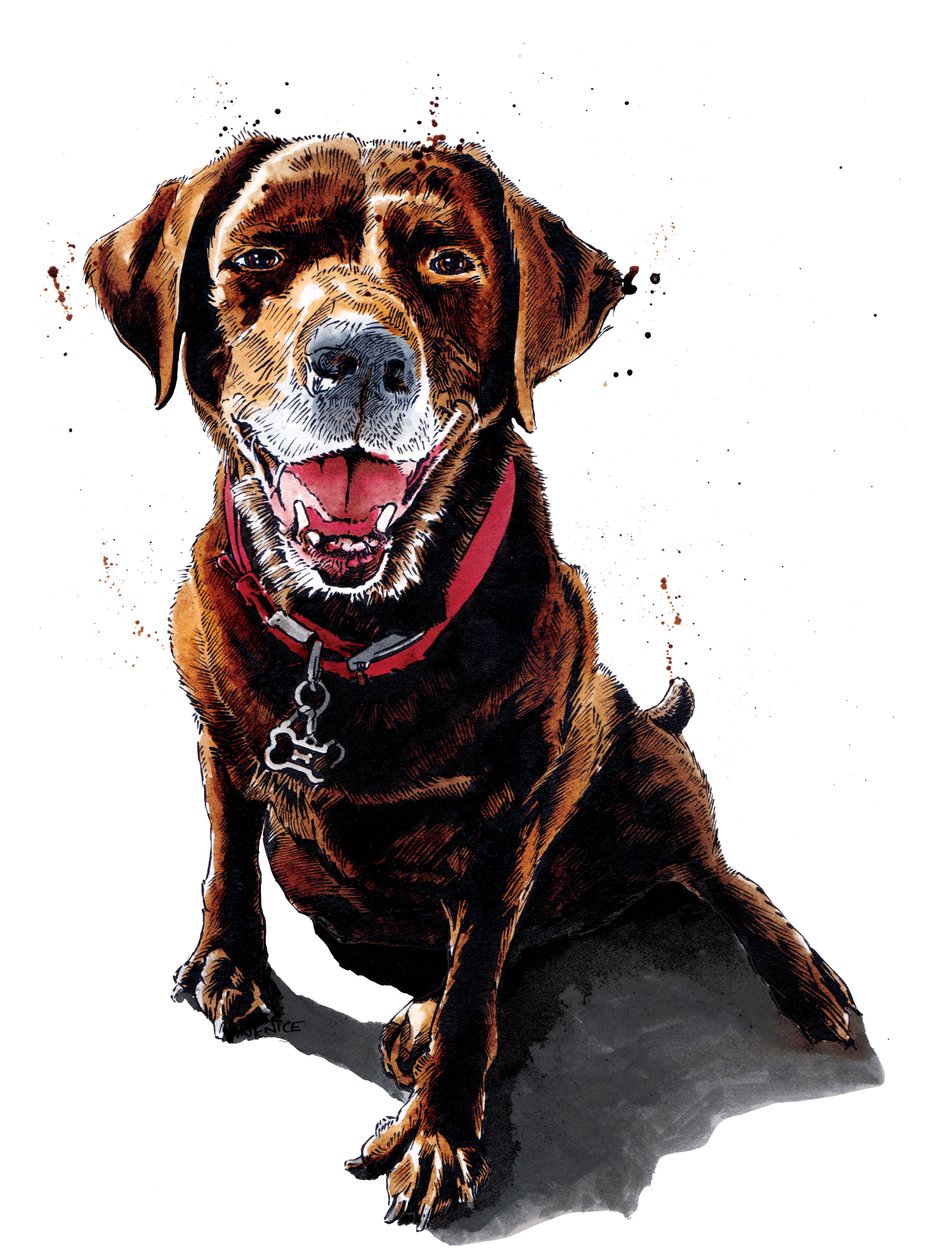 Nessa The ChocLab on White, 2020 av Mike Davis