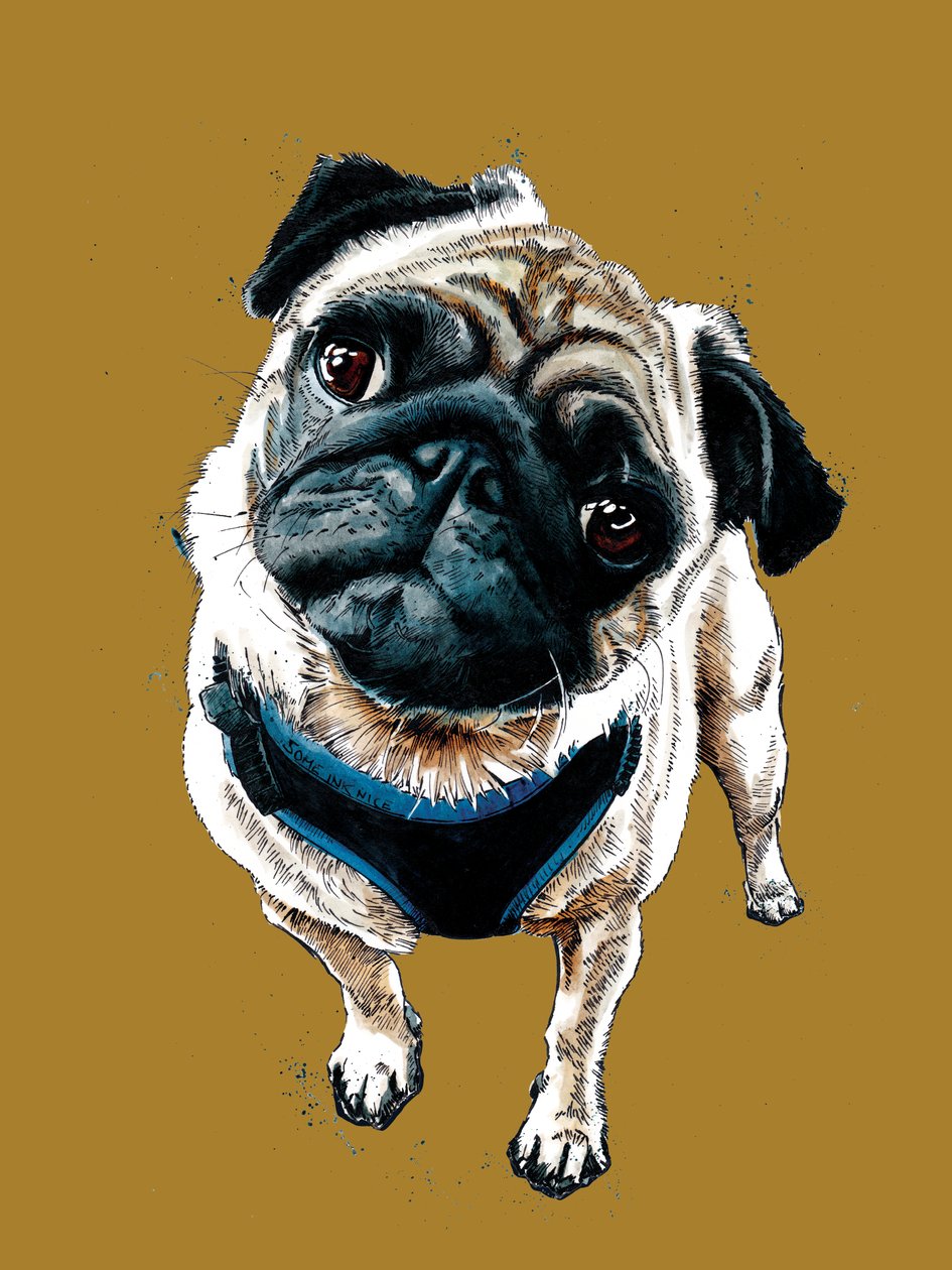 Teddy The Pug on Golden Yellow, 2020 av Mike Davis