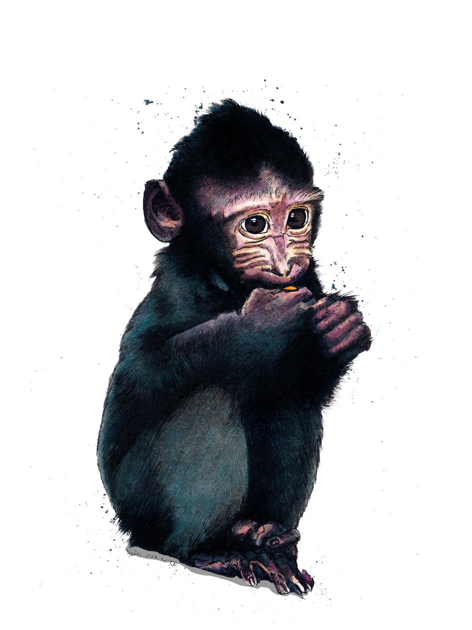 The Baby Makaque on White, 2020 av Mike Davis