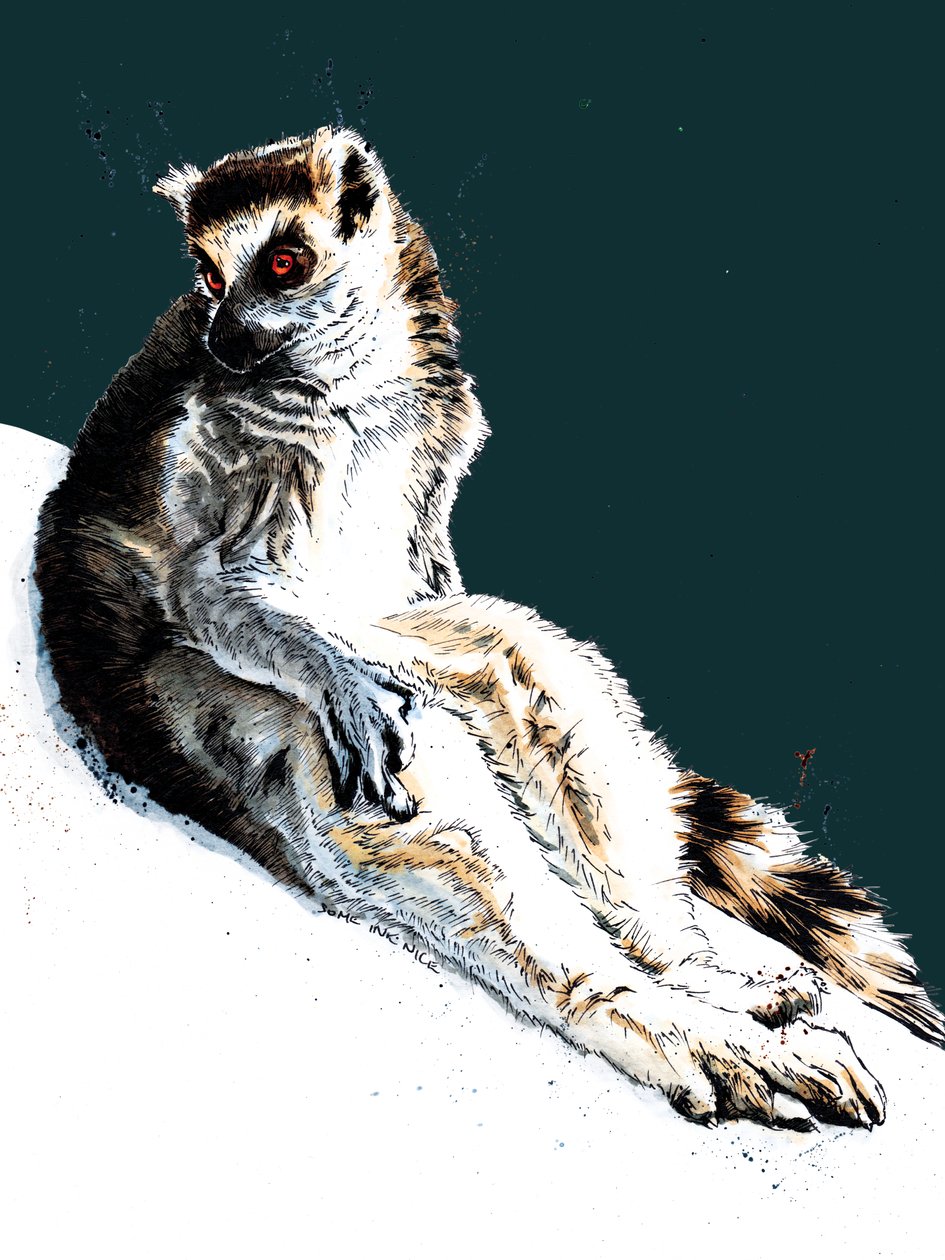 The Lazy Lemur on Midnight Blue, 2020 av Mike Davis