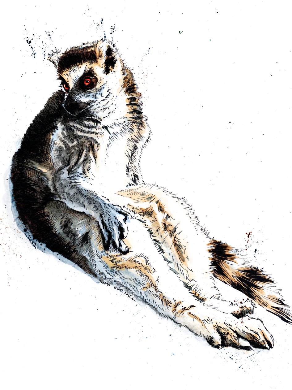 The Lazy Lemur on White, 2020 av Mike Davis