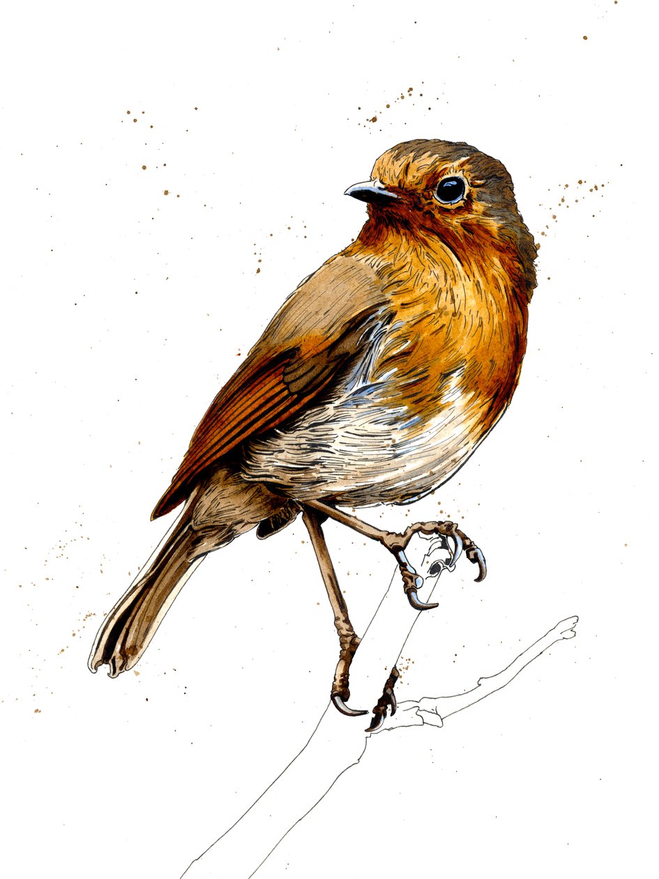 The Robin on White, 2019 av Mike Davis