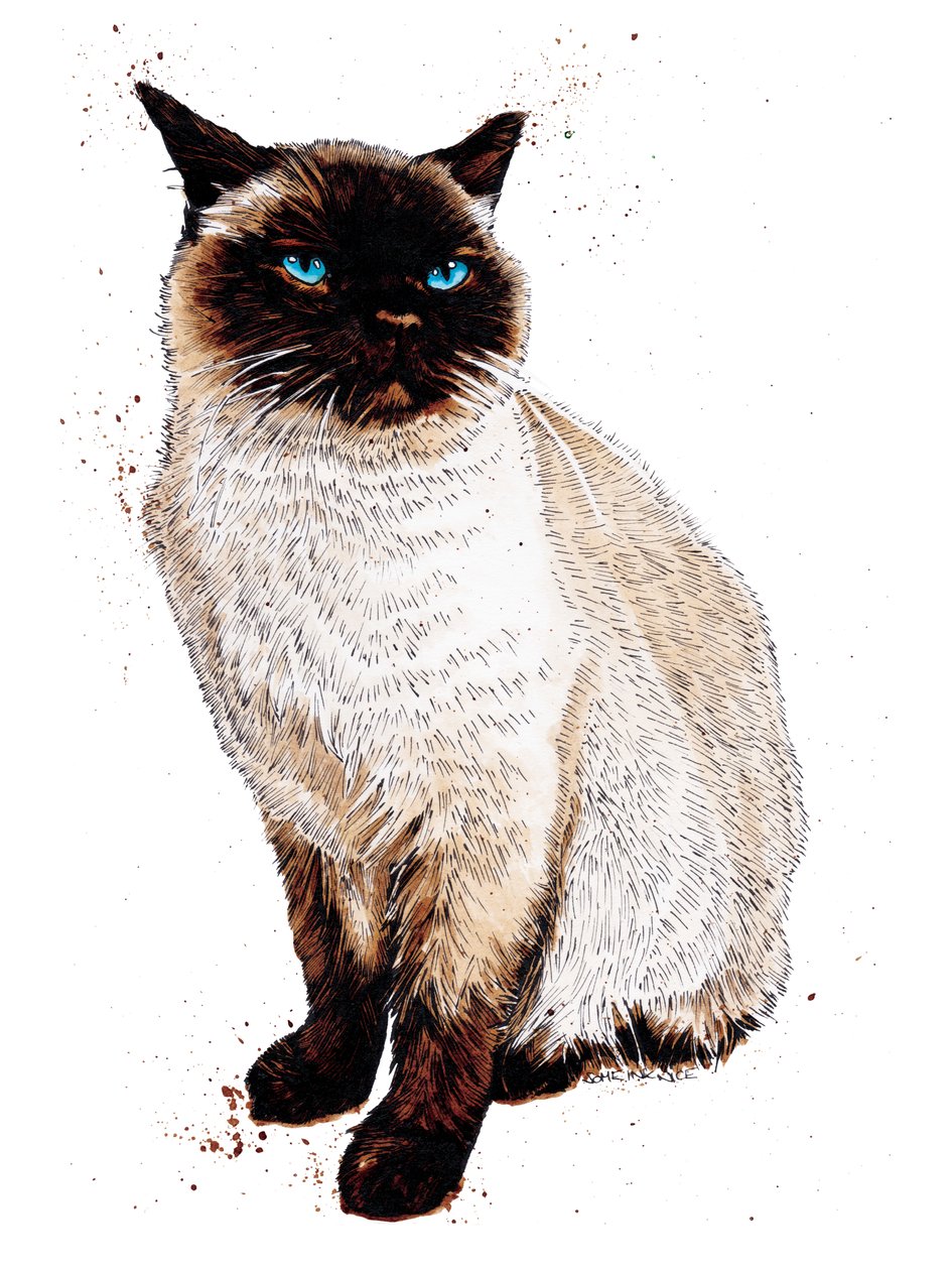 Siamese katten på vitt, 2020 av Mike Davis
