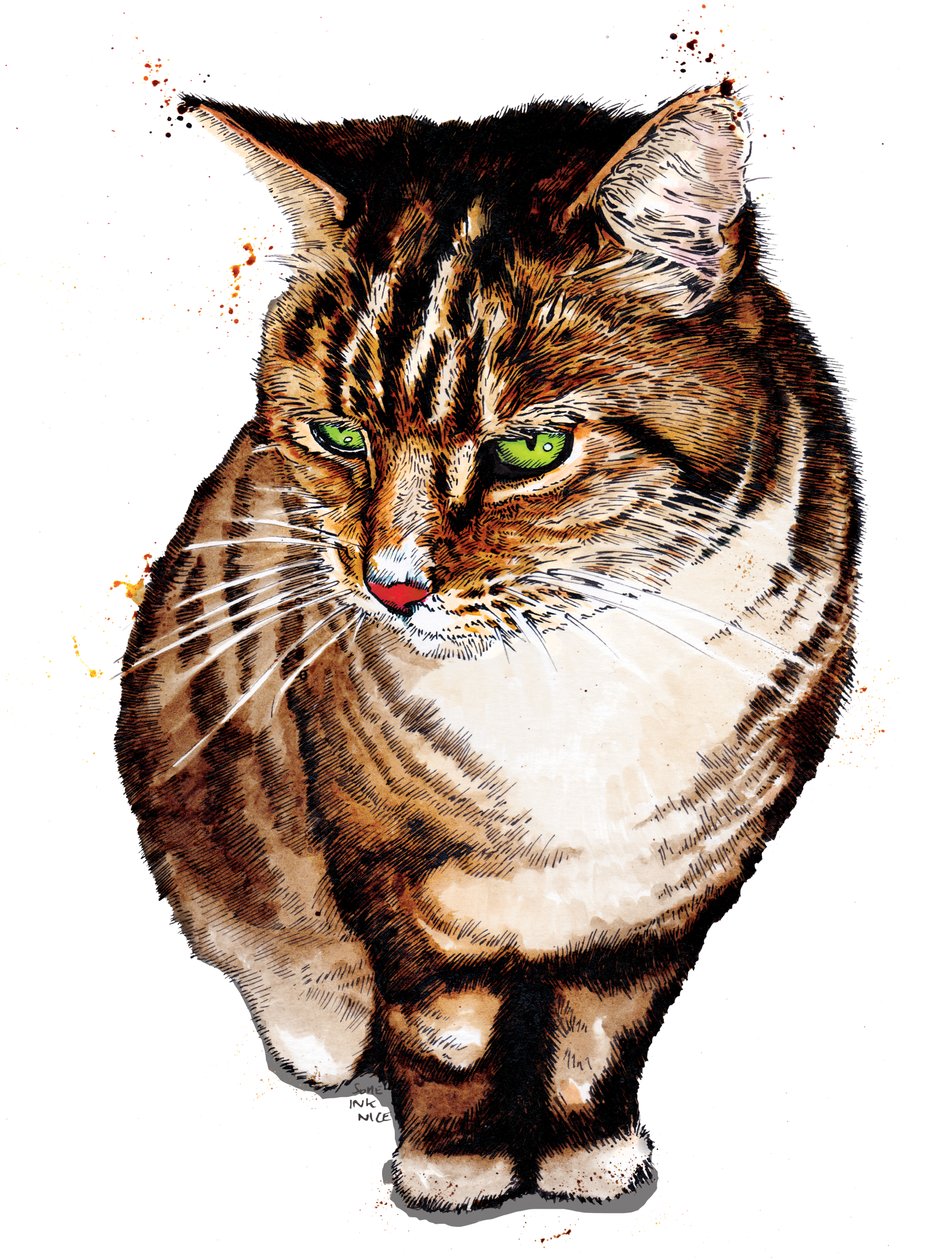 Tabby Cat on White, 2020 av Mike Davis