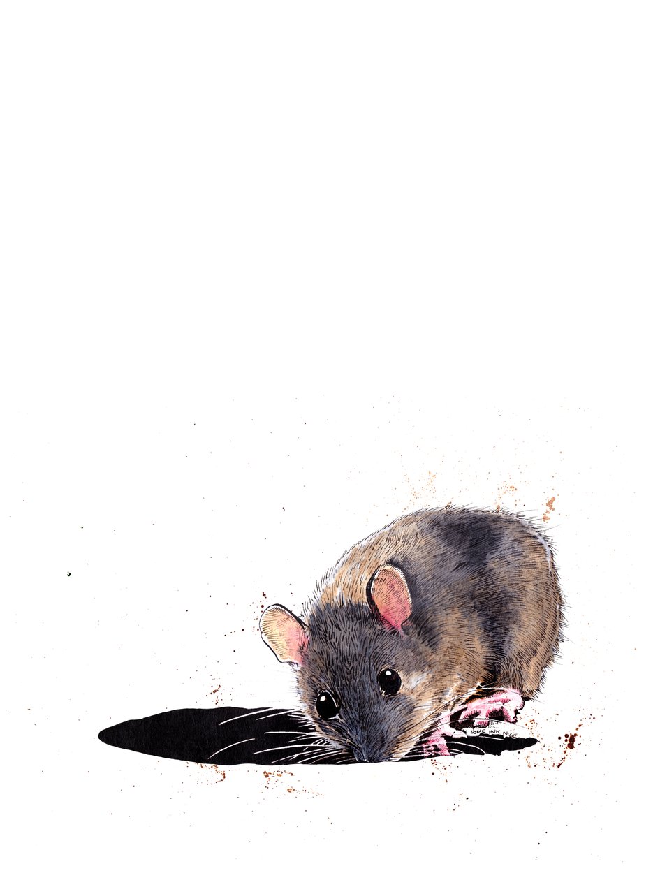 Skogmusen på vitt, 2019 av Mike Davis