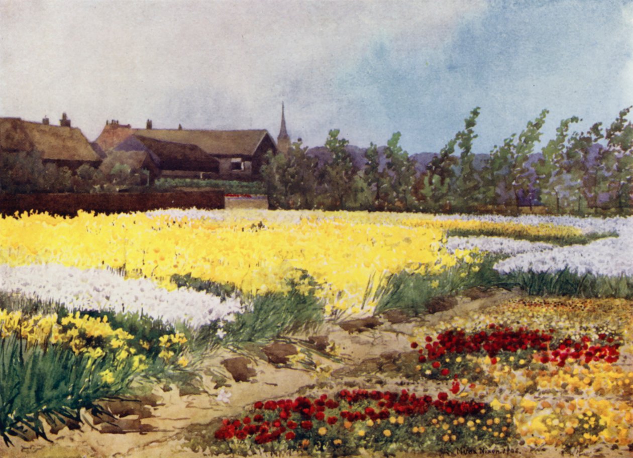 A Bulb Farm nära Overveen (färg litho) av Mima Nixon