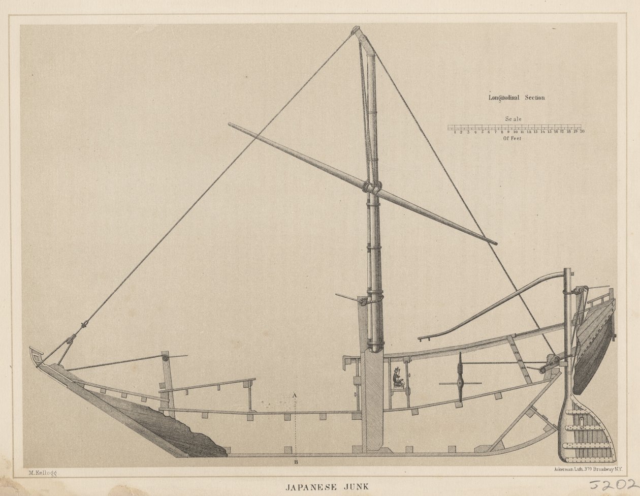 Japansk skunk, 1855 av Miner Kilbourne Kellogg