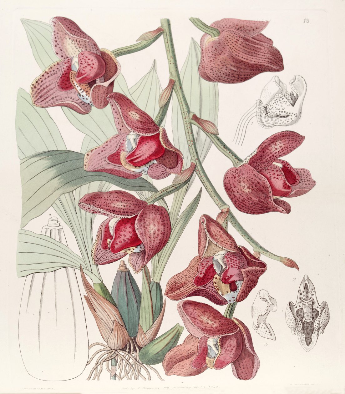 Acineta superba (as syn. Peristeria humboldtii) av Miss Drake