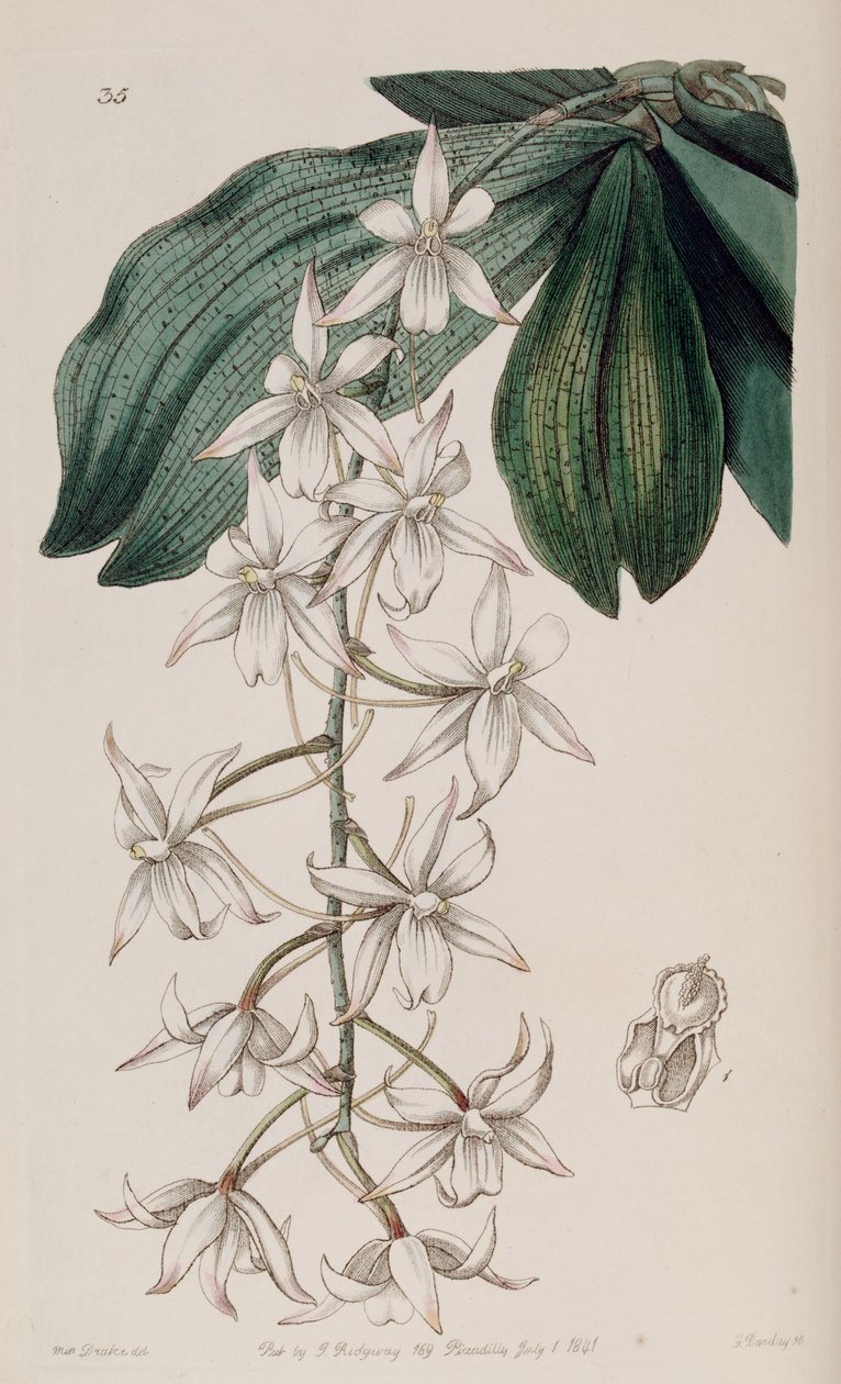 Aerangis biloba (as syn. Angraecum bilobum) av Miss Drake