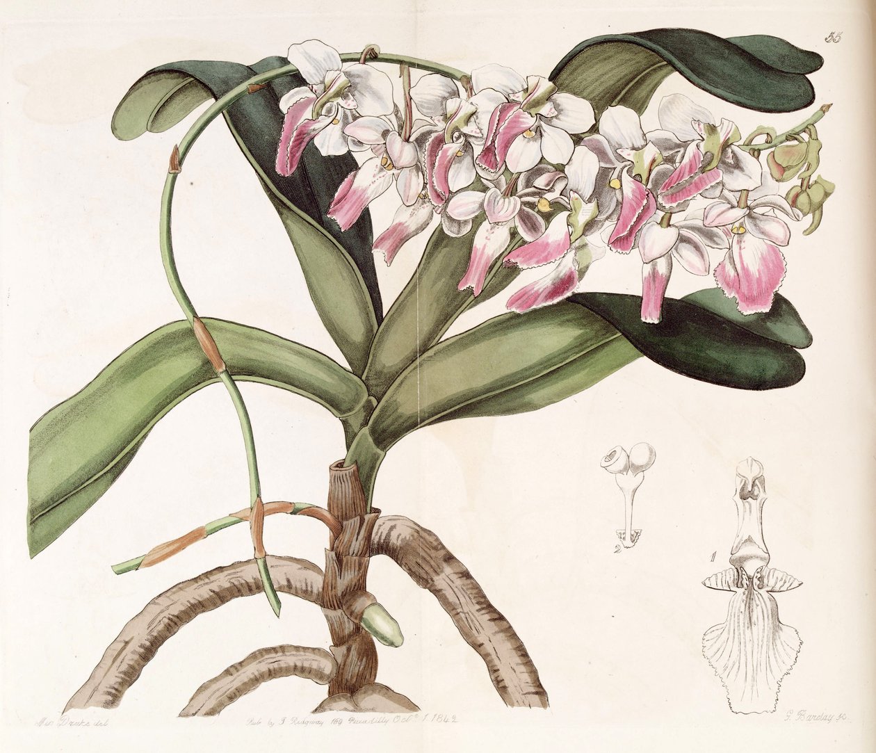 Aerides crispum av Miss Drake