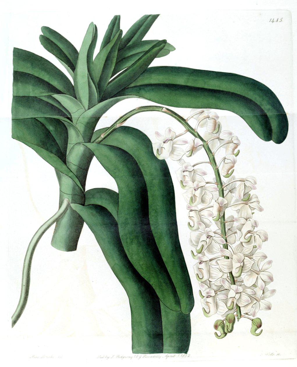 Aerides odoratum  (as syn. Aerides cornutum) av Miss Drake