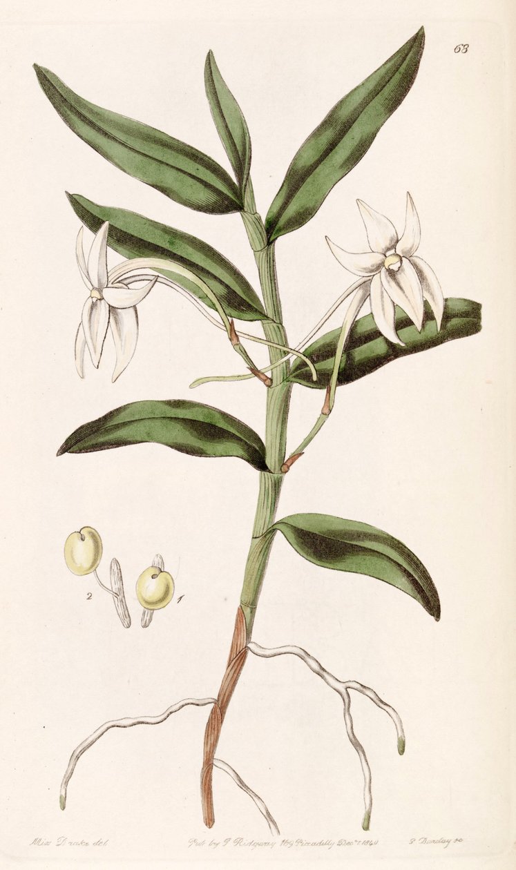 Angraecum mauritianum (as syn. Angraecum gladiifolium) av Miss Drake