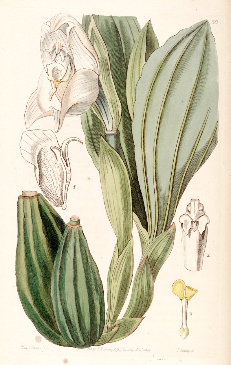 Anguloa uniflora av Miss Drake