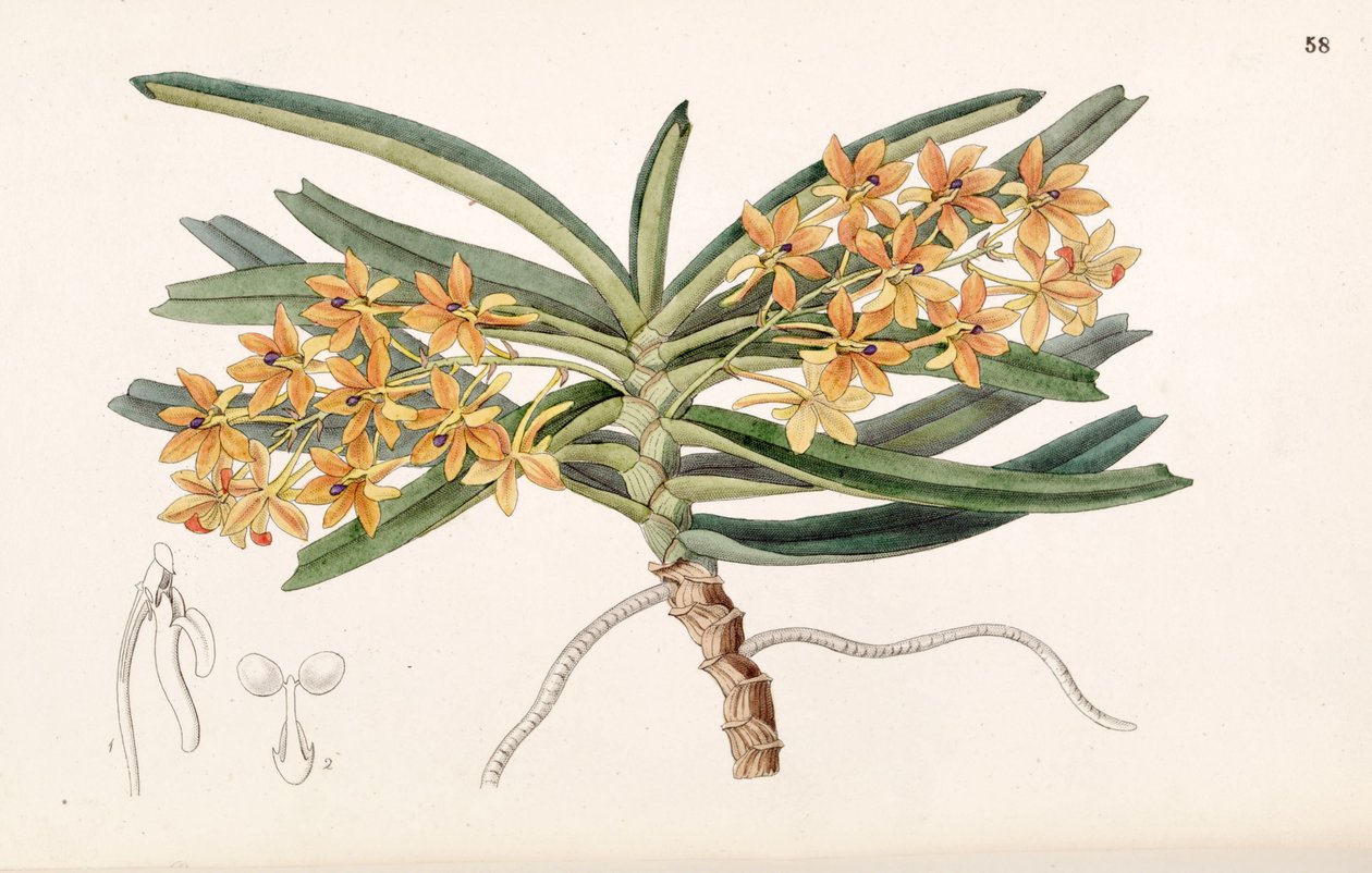 Ascocentrum miniatum (as syn. Saccolabium miniatum) av Miss Drake