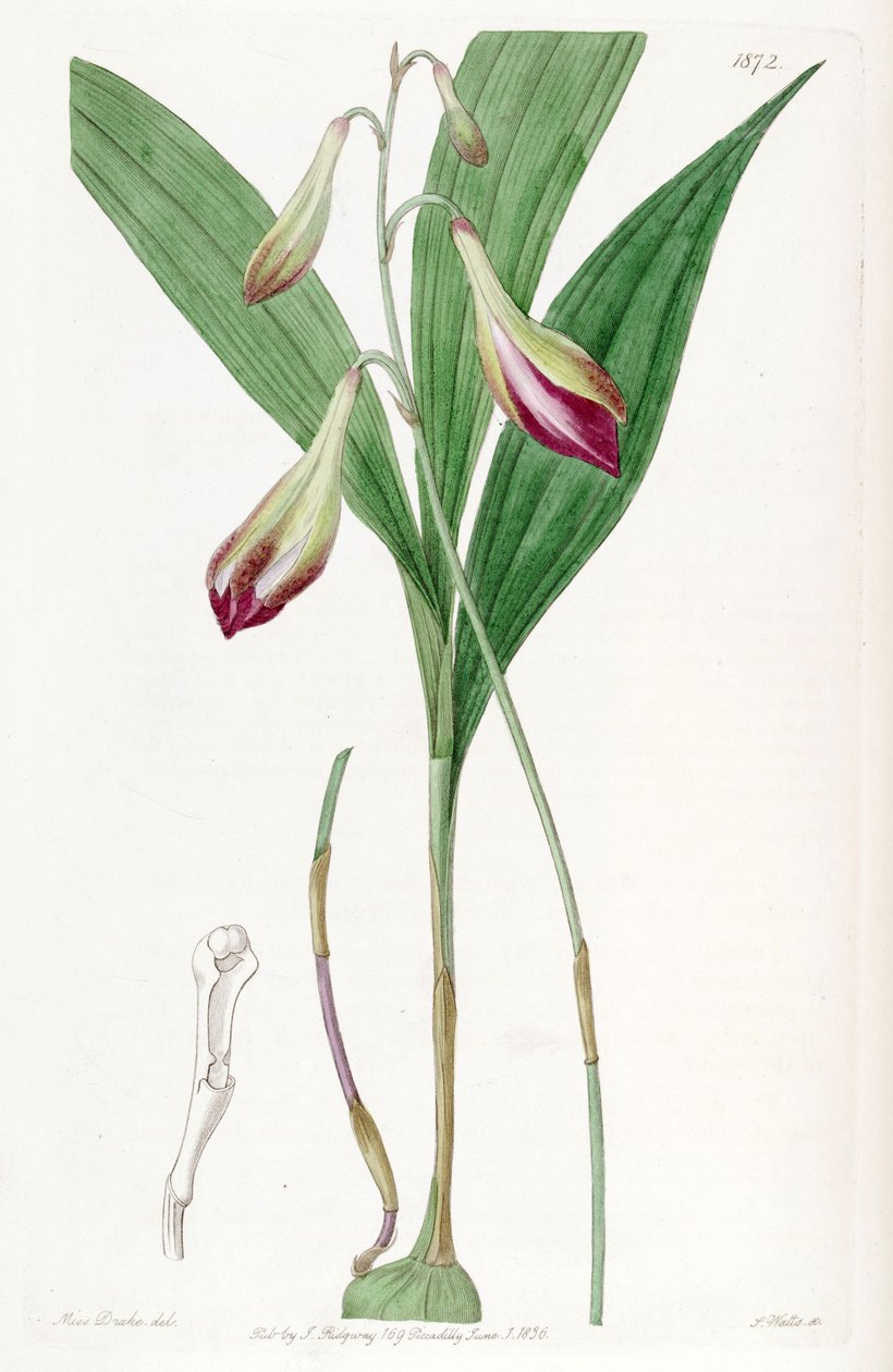 Bletia purpurata (as syn. Crybe rosea) av Miss Drake