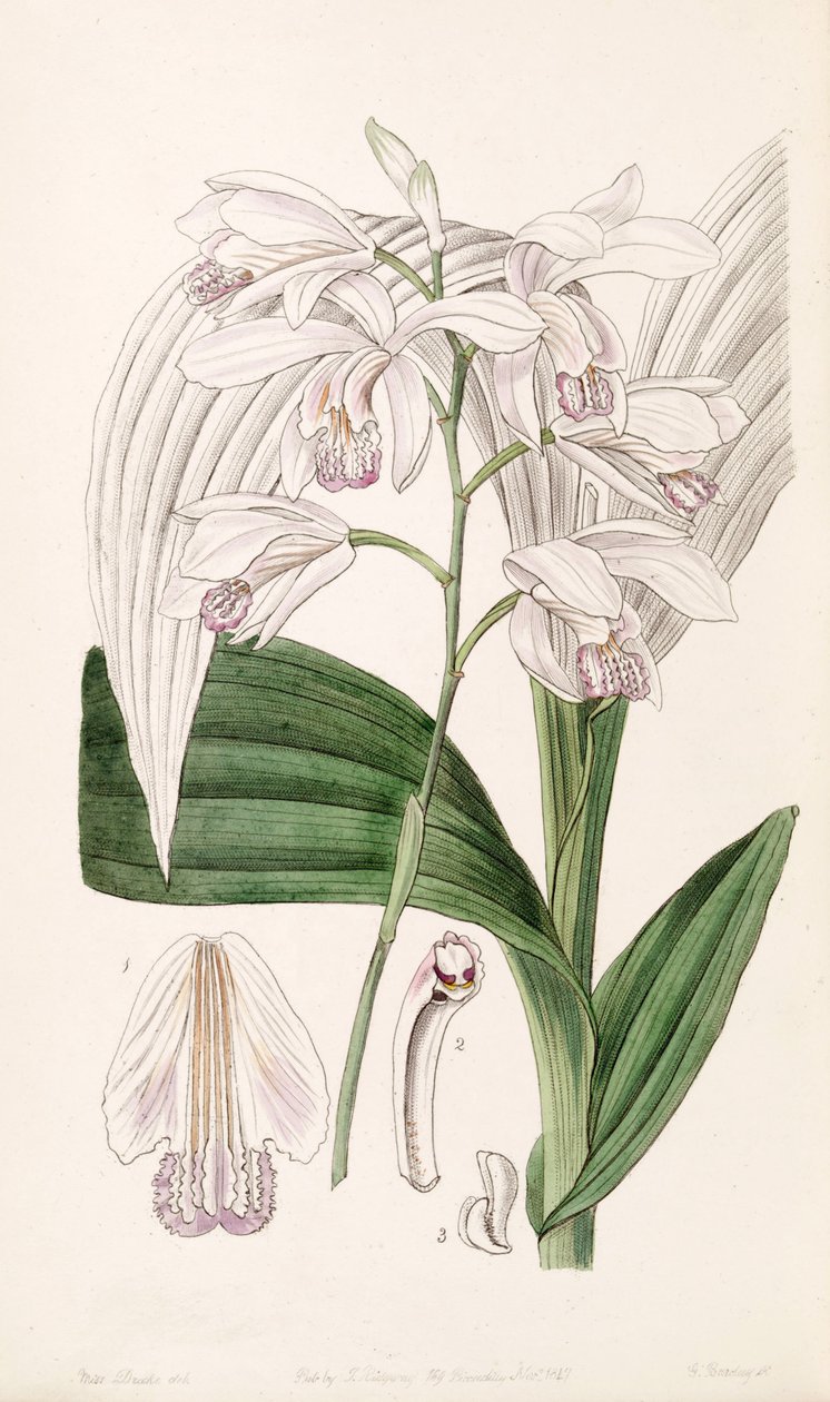 Bletilla striata (as syn. Bletia gebina) av Miss Drake