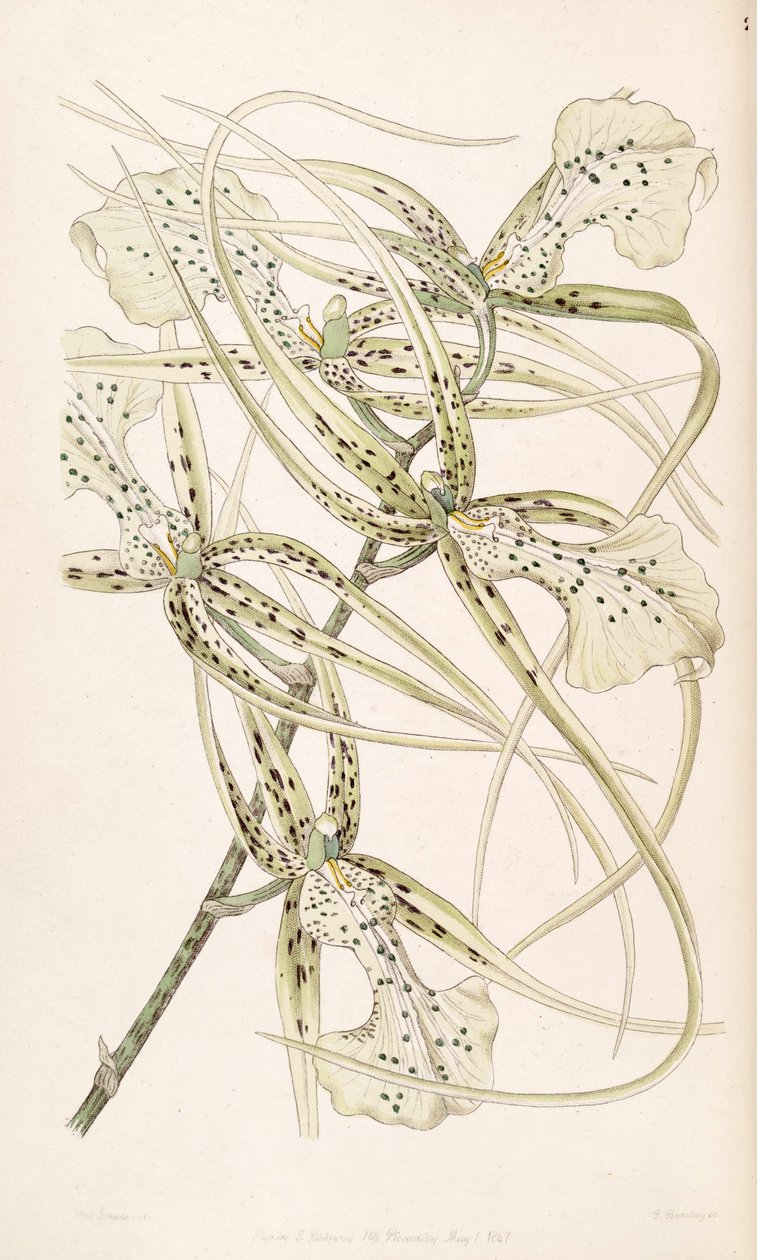 Brassia verrucosa (as syn. Brassia brachiata) av Miss Drake