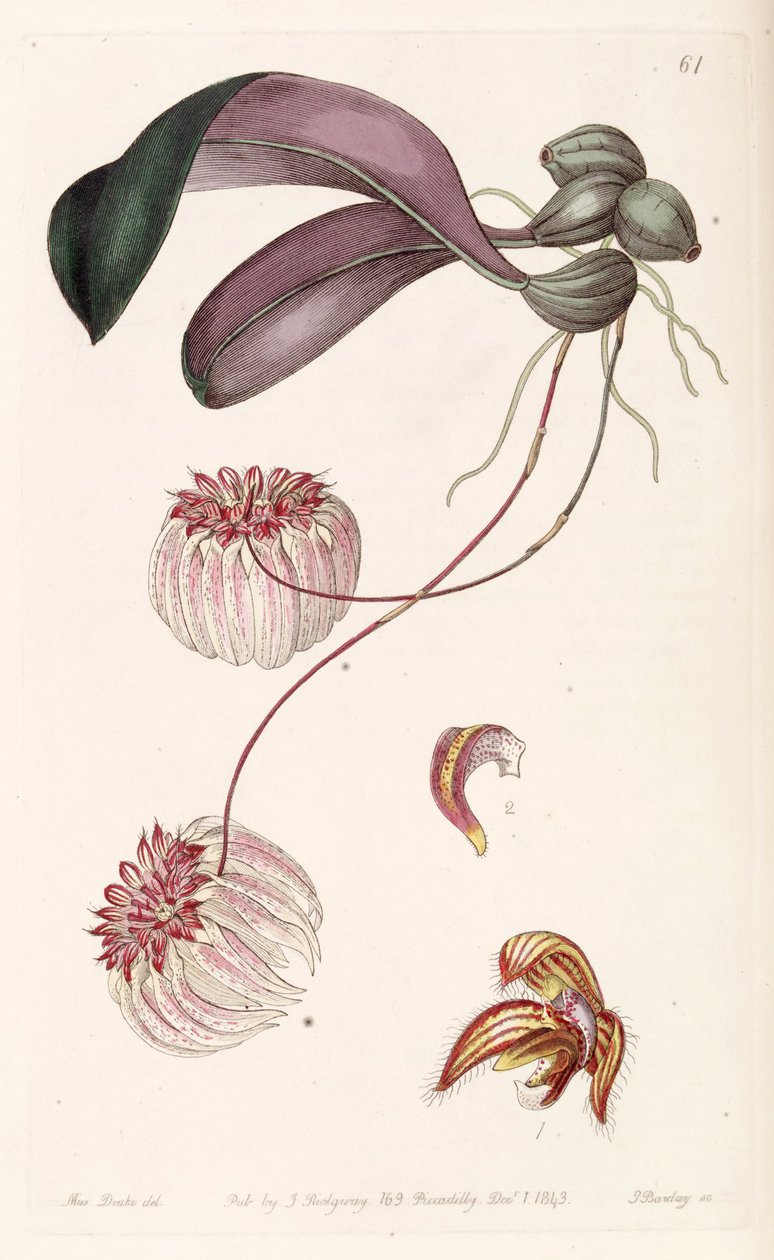 Bulbophyllum auratum (as syn. Cirrhopetalum auratum) av Miss Drake