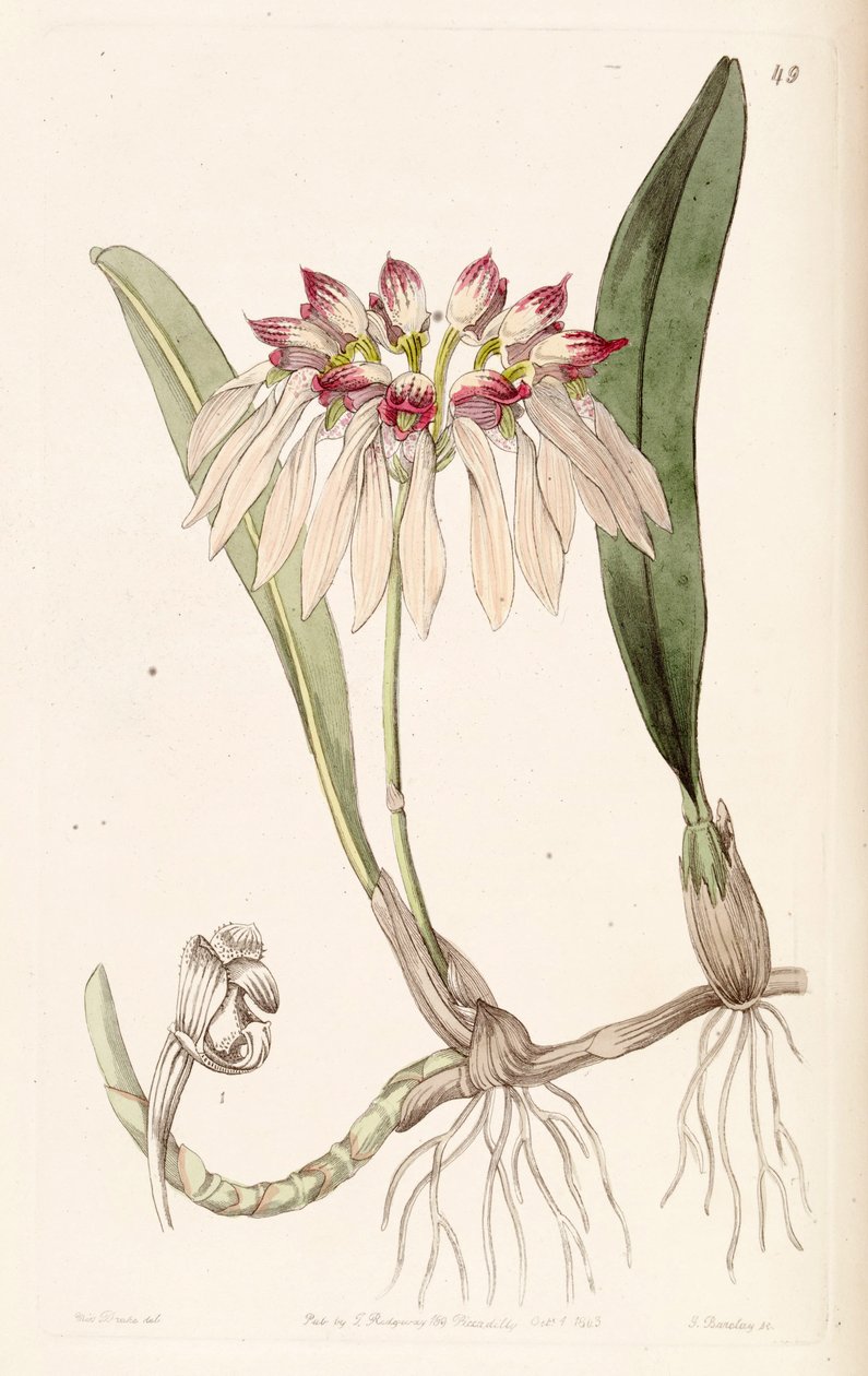 Bulbophyllum chinense (as syn. Cirrhopetalum chinense) av Miss Drake