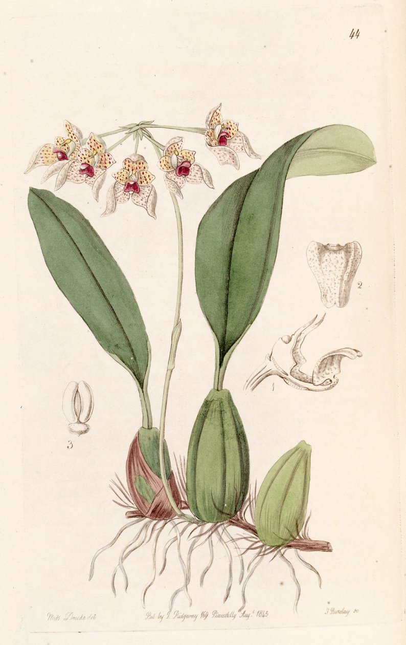 Bulbophyllum umbellatum (stavas Bolbophyllum umbellatum) av Miss Drake