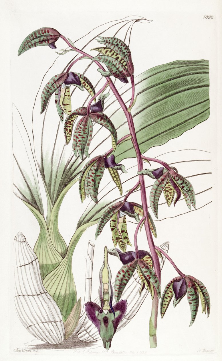 Catasetum deltoideum (as syn. Myanthus deltoideus) av Miss Drake