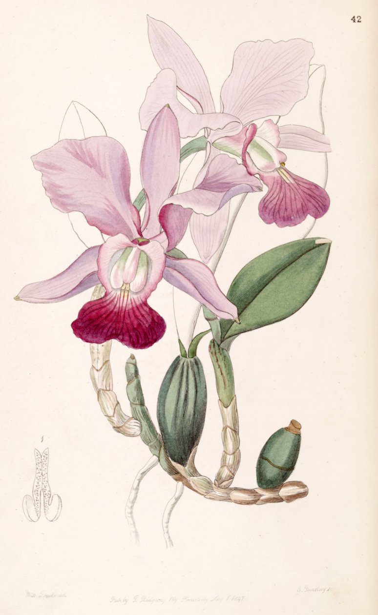 Cattleya walkeriana (som syn. Cattleya bulbosa) av Miss Drake
