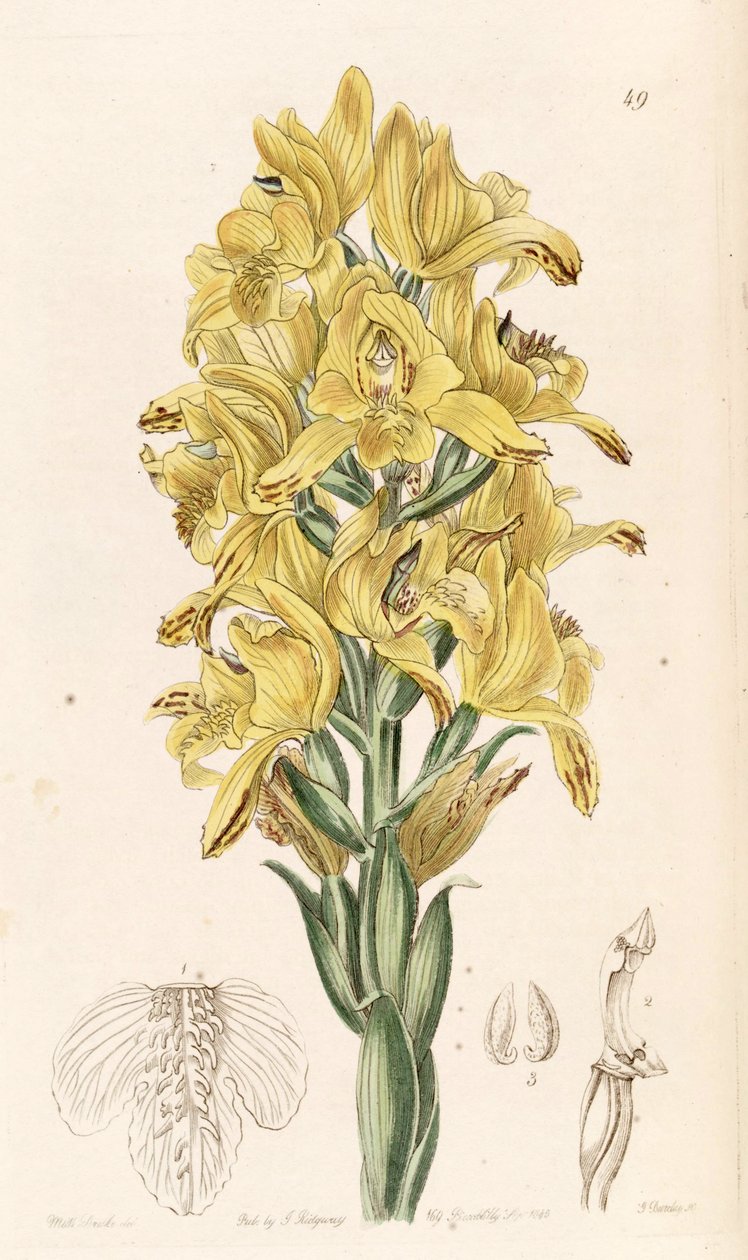 Chloraea piquichen (as syn. Chloraea virescens) av Miss Drake
