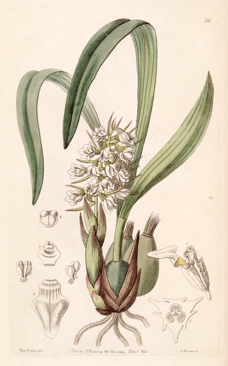 Coelia triptera (as syn. Coelia baueriana) av Miss Drake
