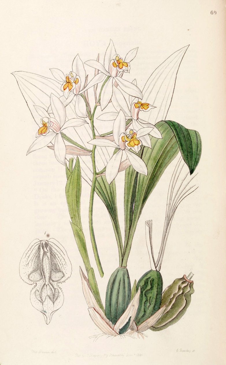 Coelogyne nitida (som syn. Coelogyne ochracea) av Miss Drake