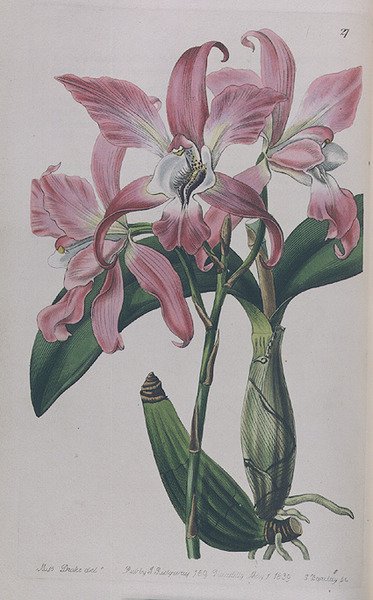 Coryanthes Macrantha publicerad av I. Ridgway, 1839 av Miss Drake