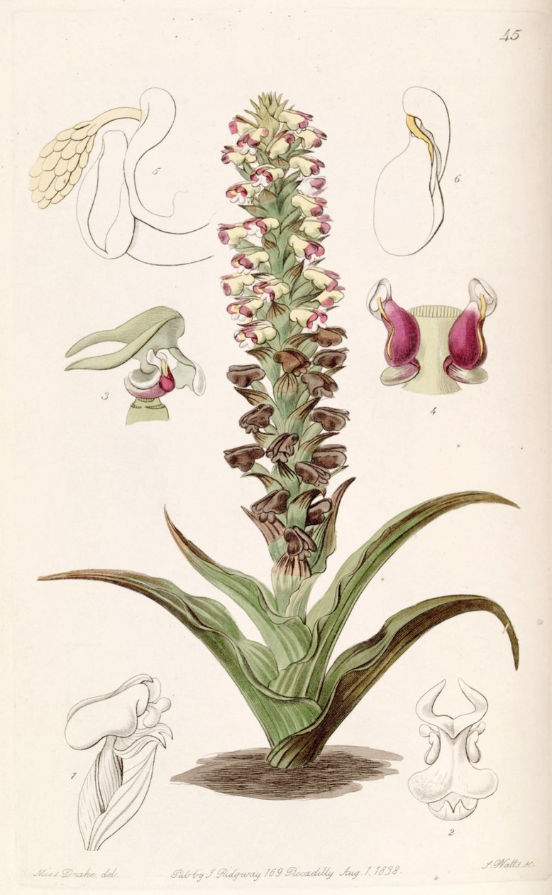 Corycium orobanchoides av Miss Drake
