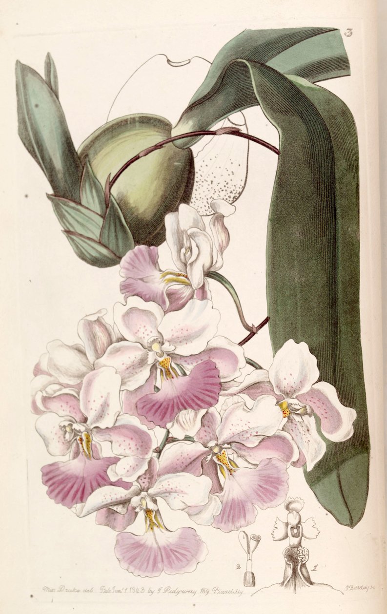 Cuitlauzina pendula (as syn. Odontoglossum citrosmum) av Miss Drake