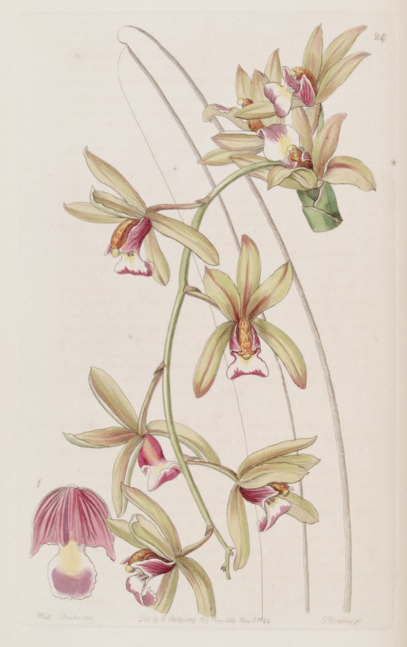 Cymbidium aloifolium (as syn. Cymbidium pendulum var. brevilabre) av Miss Drake