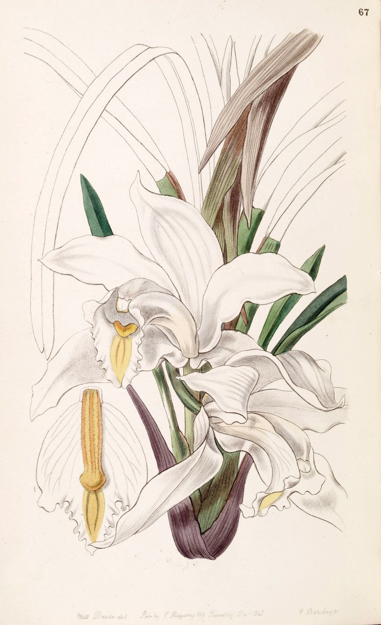 Cymbidium eburneum av Miss Drake
