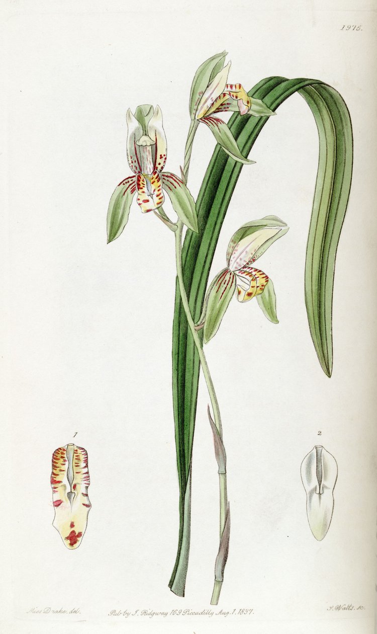 Cymbidium ensifolium (as syn. Cymbidium ensifolium var. estriatum) av Miss Drake