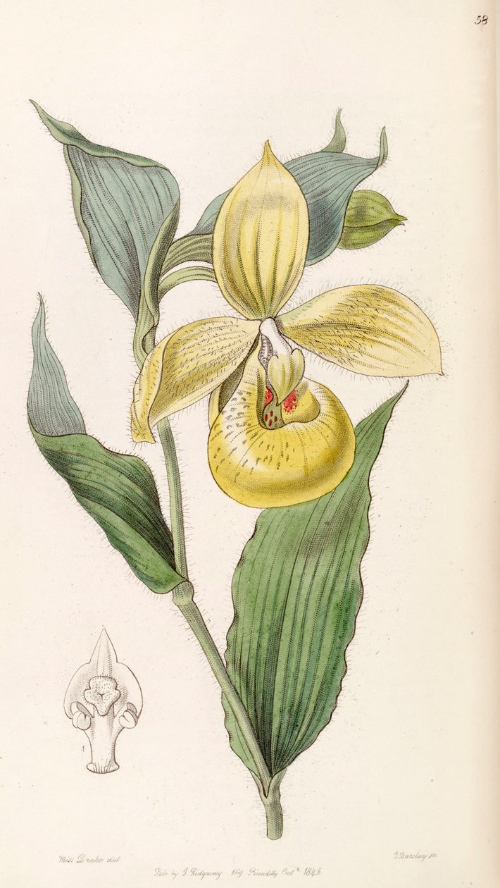 Cypripedium irapeanum av Miss Drake