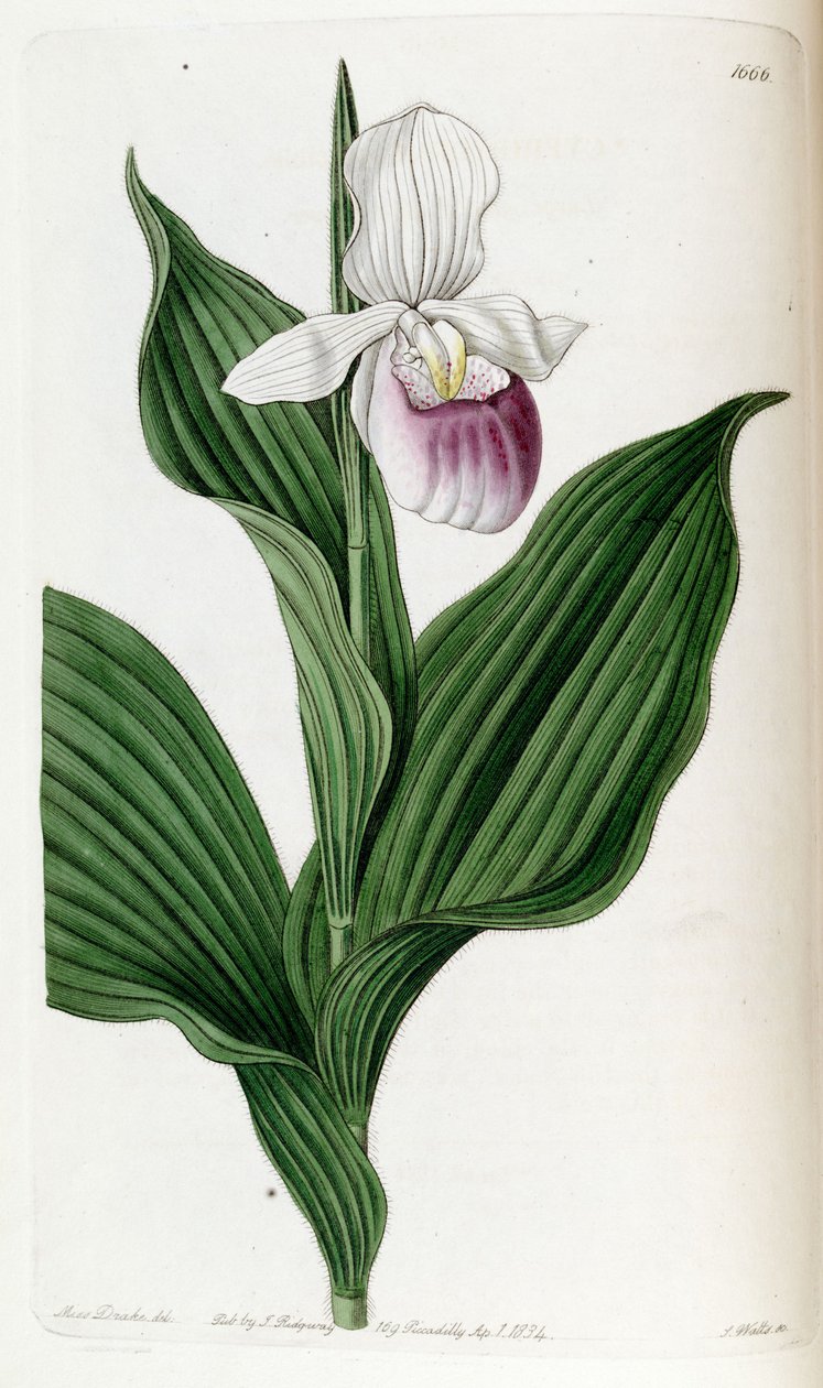 Cypripedium reginae (as syn. Cypripedium spectabile) av Miss Drake