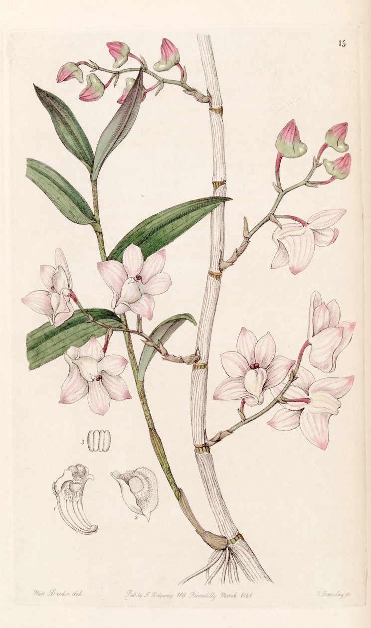 Dendrobium aduncum av Miss Drake